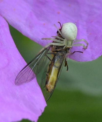 Meliscaeva auricollis